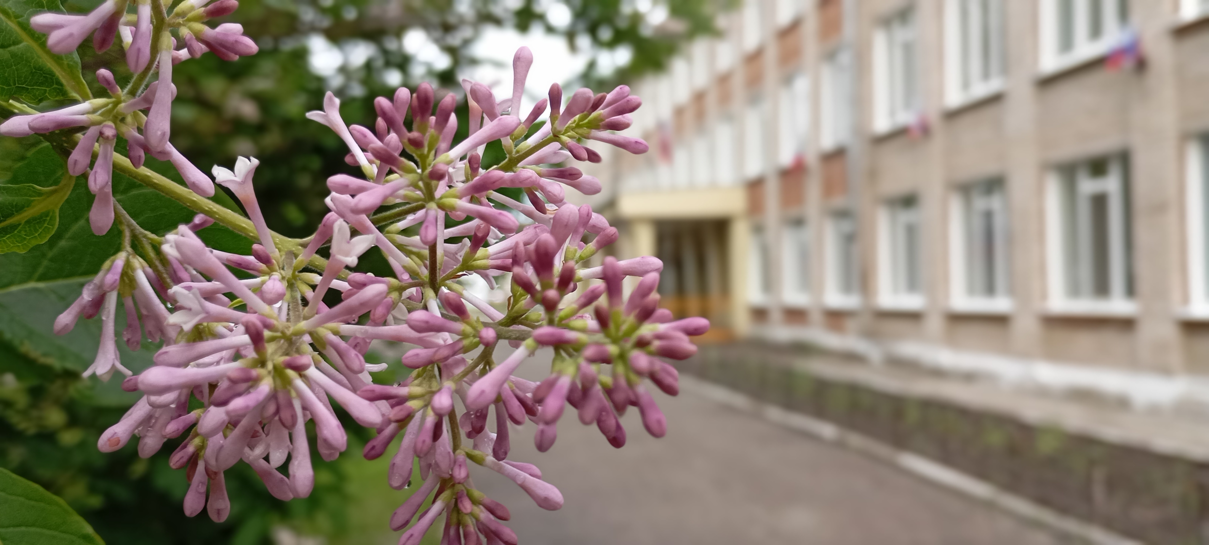 Главное изображение школы.